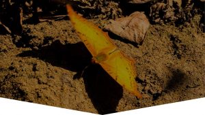 Gelber Schmetterling Nahaufnahme